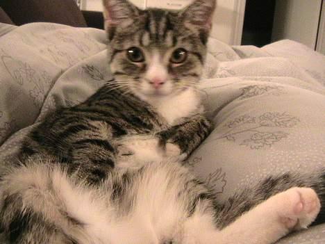 Huskat Felix billede 1