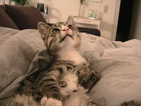 Huskat Felix billede 2