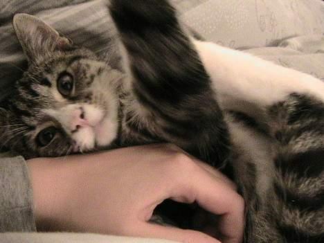 Huskat Felix billede 3