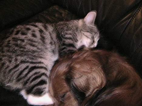 Huskat Felix billede 4