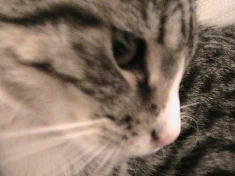 Huskat Felix billede 5