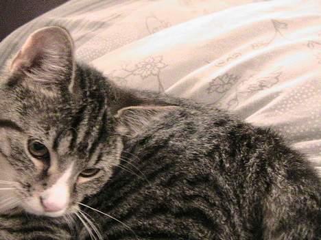 Huskat Felix billede 6