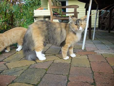 Norsk Skovkat Mizzi - Så er den hankat væk... kom bare frem billede 7