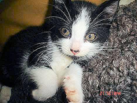 Huskat Grev Axel <3 - Grev Axel! ;D billede 1