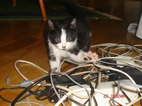 Huskat Grev Axel <3 - Grev Axel elsker alle ledningerne ved computeren. Han kommer nok i stødet en dag ;) 18 oktober 2006 billede 2