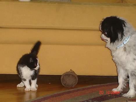 Huskat Grev Axel <3 - Med min hund Fido. Lidt kritisk var Axel den første dag. 18 oktober 2006 billede 3