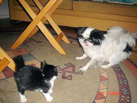 Huskat Grev Axel <3 - Ja, igen med Fido. Synes det er så godt et billede :o) 18 oktober 2006 billede 4