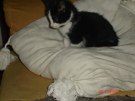 Huskat Grev Axel <3 - Lille Axel kan sagtens sidde stille. Dog kun lidt ad gangen, også igang igen! billede 5