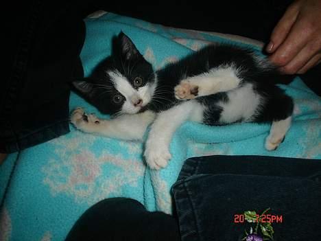 Huskat Grev Axel <3 - Greven leger med min mor (: 21 oktober 2006 billede 6