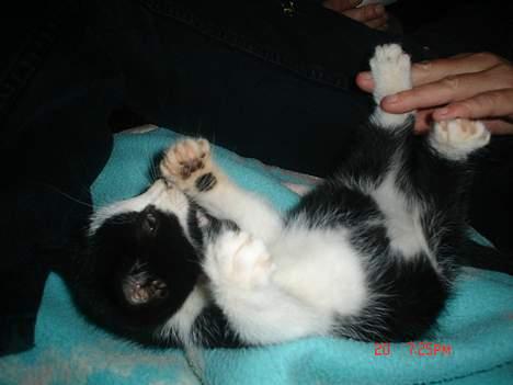 Huskat Grev Axel <3 - Ja siger vel sig selv .. 21oktober 2006 billede 7