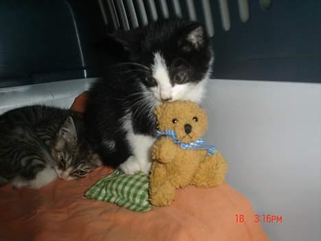 Huskat Grev Axel <3 - Igen med sin søster. Og med en bamse ;) billede 8