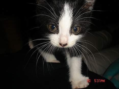 Huskat Grev Axel <3 - Desværre er tiden væk, med blå øjne, og frem med de gule ;D billede 9