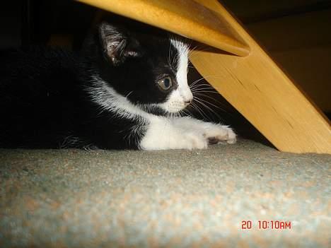 Huskat Grev Axel <3 - Axel leger (: 20 oktober 2006 billede 10