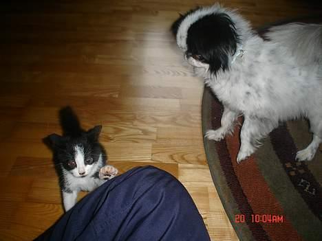 Huskat Grev Axel <3 - Hvad laver katten? 18 0ktober 2006 billede 11