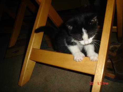 Huskat Grev Axel <3 - Undersøger stuebordet. 20 Oktober 2006  billede 12