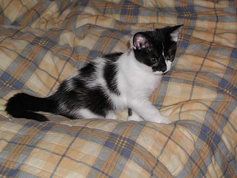 Huskat lille mis billede 1