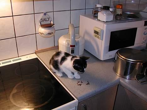 Huskat lille mis billede 2