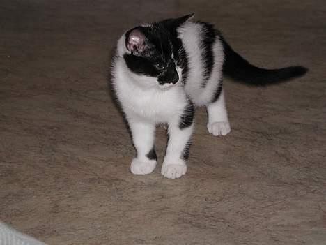 Huskat lille mis billede 3