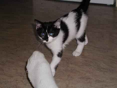 Huskat lille mis billede 4