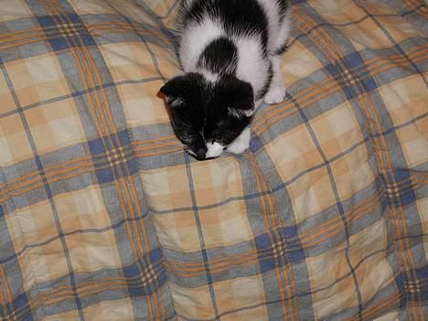 Huskat lille mis billede 5