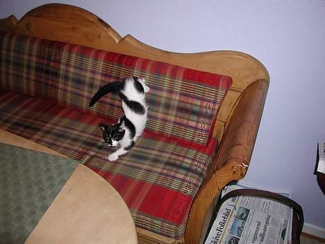 Huskat lille mis billede 6