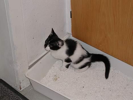 Huskat lille mis billede 7