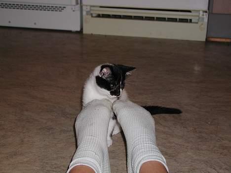 Huskat lille mis billede 8