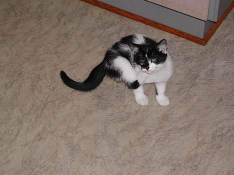 Huskat lille mis billede 9