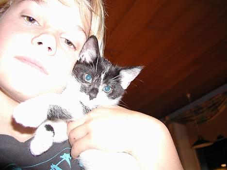 Huskat lille mis billede 10