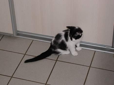 Huskat lille mis billede 11