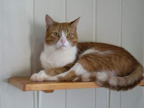 Huskat Laban - mine helt egen hylde over radiatoren billede 1