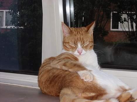 Huskat Laban - puah har været på en uges ferie med mor skønt at være hjemme igen billede 2