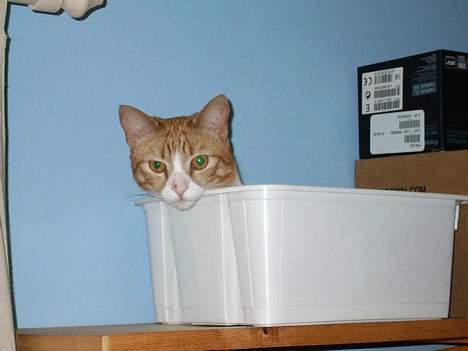 Huskat Laban - he he moar har du opdaget mig.. man ligger ret godt i denne kasse  billede 3