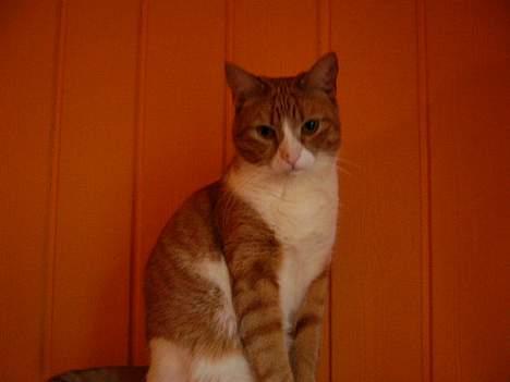 Huskat Laban - ja jeg ved godt jeg er flot moar du har sagt det en million gange  billede 4