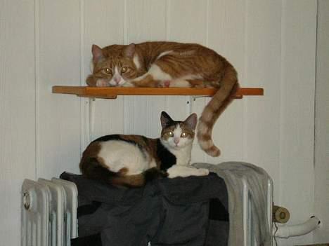 Huskat Laban - detter er vores bedste sove plads om vinteren billede 5