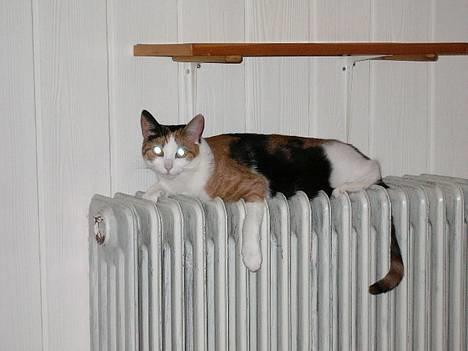Huskat Pussie - Elsker at ligge på Radiatoren billede 1