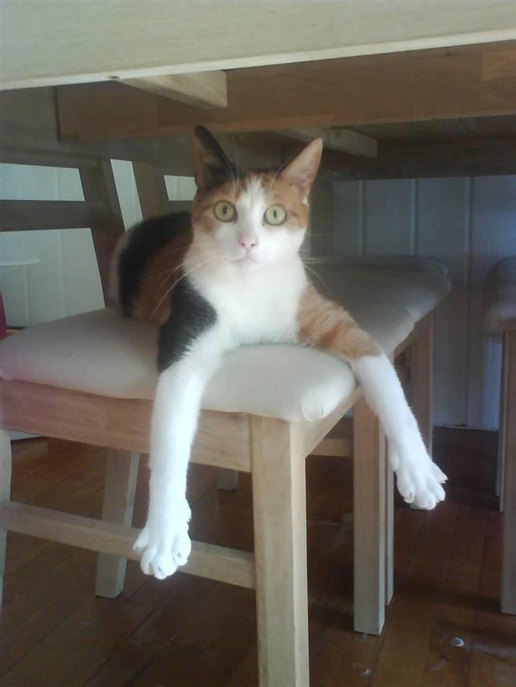 Huskat Pussie - total fla´u kat... elsker at ligge og slappe af sådan her billede 2