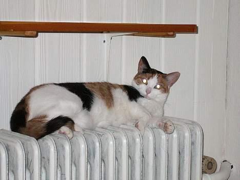 Huskat Pussie - arh hvor skønt med noget varme når vinteren er på vej billede 3