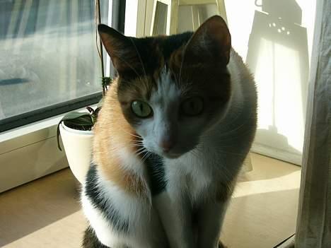 Huskat Pussie - jeg er for  lækker,  lækker lækker lækker  billede 4