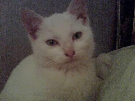 Huskat Bølle - sidder i mors seng og kigger på hende mens hun ser film... billede 1