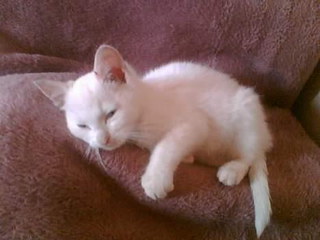 Huskat Bølle - min dag nr 2 i mit nye hjem, har fået et lækkert tæppe at putte på ved siden af min nye mor.. jeg er desværre bleven lidt syg (orm) og jeg har ikke ret mange kræfter da jeg kaster og og har tynd mave tit, men min moar har fået købet en ormekur. billede 2