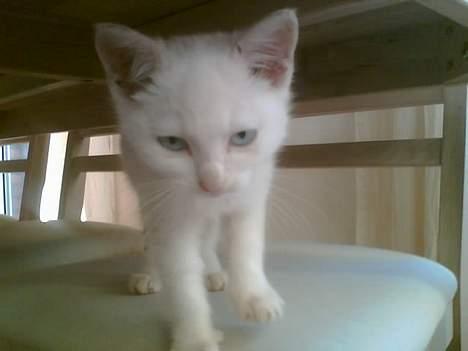 Huskat Bølle - har lige lagt og sove lidt på en spisestol er på vej ud og spise billede 3