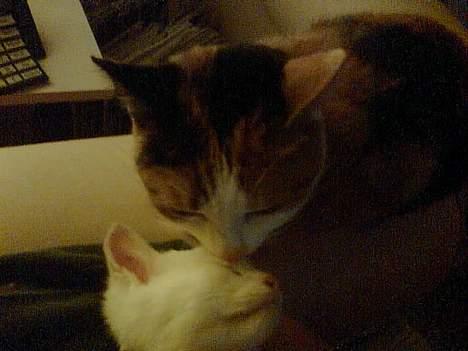 Huskat Bølle - min4 dag i mit nye hjem og Pussie er ved at acceptere mig her er hun henne og snuse lidt til mig billede 4