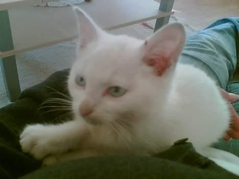 Huskat Bølle - jeg er en rigitg kæle pot og elsker at putte ved min moar billede 5