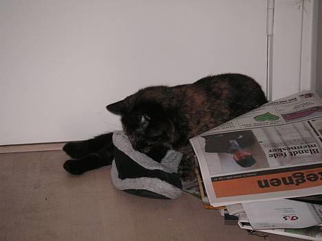 Huskat Gaia - Ligger li og fanger pinde i fars sutsko!! billede 12