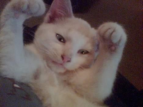 Huskat Bølle - Skal vi bokse... ? billede 6