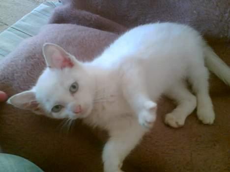 Huskat Bølle - er jeg ikke sød moar... ? billede 7