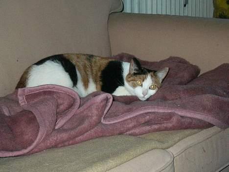 Huskat Pussie - ikke noget bedre end at flyde lidt i sofaen på dejlige varme tæpper billede 5