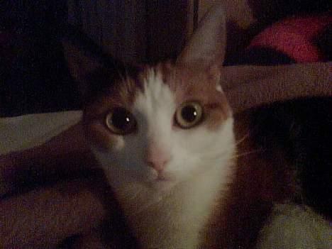 Huskat Pussie billede 6