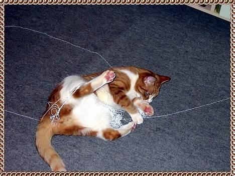 Huskat Laban billede 6